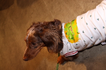 ロゴを背負ったトリル